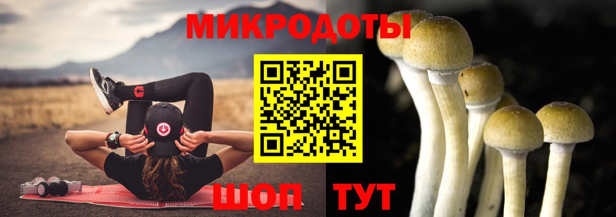 Псилоцибиновые грибы Psilocybe Фрязино